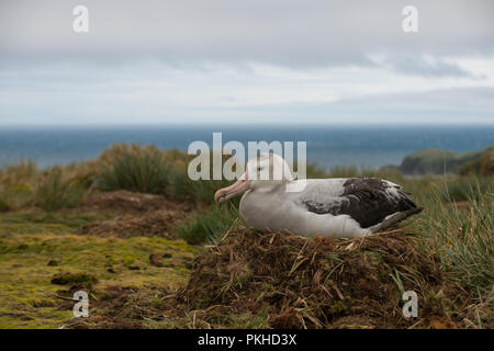 Ein erwachsenes Weibchen Wanderalbatross (Diomedia exulans) brüten auf ihr Nest auf Bird Island, South Georgia, Antarktis Stockfoto