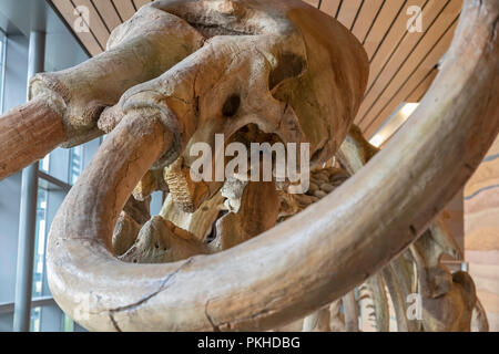 Cheyenne, Wyoming - die Besetzung eines männlichen kolumbianischem Mammut (Mammuthus columbi), auf der die Wyoming Mitte begrüßen. Das Original wurde von Dee Stockfoto