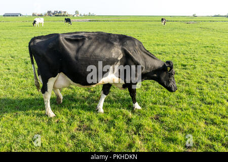 Niederlande, Feuchtgebiete, Maarken, Europa, eine schwarze Kuh stehend auf einem grünen Feld Stockfoto