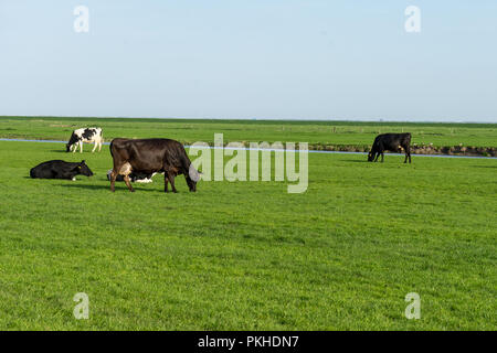 Niederlande, Feuchtgebiete, Maarken, Europa, eine Herde von Rindern auf einem grünen Feld Stockfoto