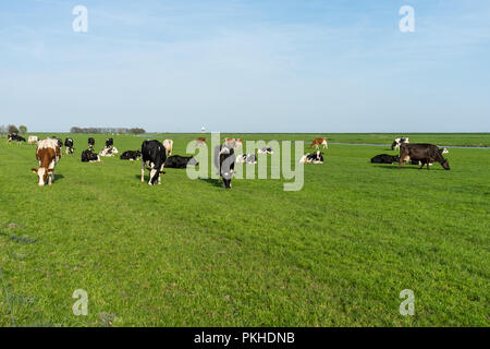 Niederlande, Feuchtgebiete, Maarken, Europa, eine Herde rinder weiden auf einem grünen Feld Stockfoto