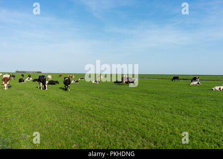 Niederlande, Feuchtgebiete, Maarken, Europa, eine Herde rinder weiden auf einem grünen Feld Stockfoto