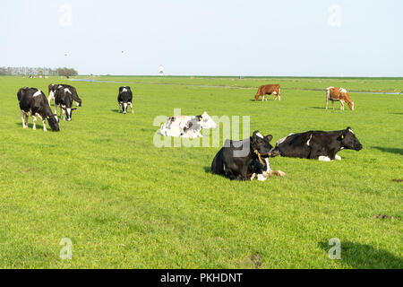 Niederlande, Feuchtgebiete, Maarken, Europa, eine Herde rinder weiden auf einem grünen Feld Stockfoto