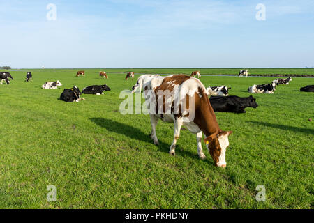 Niederlande, Feuchtgebiete, Maarken, Europa, eine Herde von Rindern auf einem grünen Feld Stockfoto