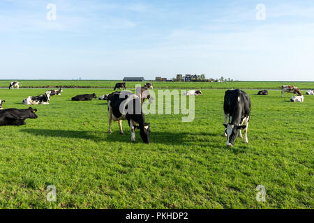 Niederlande, Feuchtgebiete, Maarken, Europa, eine Herde rinder weiden auf einem grünen Feld Stockfoto