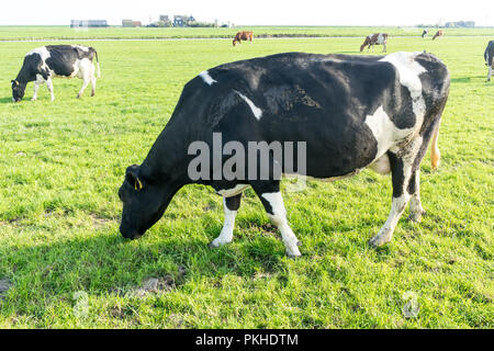 Niederlande, Feuchtgebiete, Maarken, Europa, Pferde grasen IN EINEM FELD Stockfoto