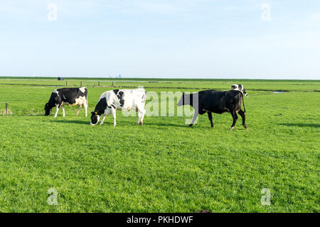 Niederlande, Feuchtgebiete, Maarken, Europa, eine Herde von Rindern auf einem grünen Feld Stockfoto