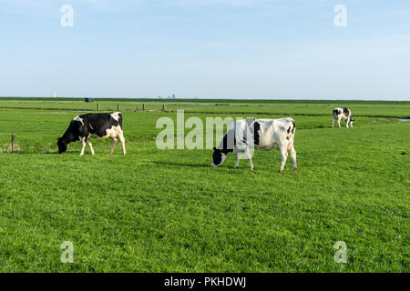 Niederlande, Feuchtgebiete, Maarken, Europa, eine Herde von Rindern auf einem grünen Feld Stockfoto