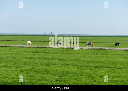 Niederlande, Feuchtgebiete, Maarken, Europa, eine Herde von Rindern auf einem grünen Feld Stockfoto