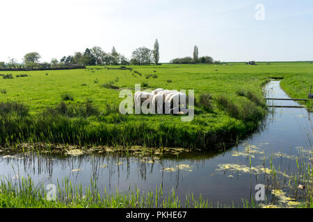 Niederlande, Feuchtgebiete, Maarken, Europa, eine Herde von Schaf stehend auf einem grünen Feld Stockfoto