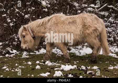 Shetland Pony, New Forest Winter, Überreste von neuem Schneefall Stockfoto