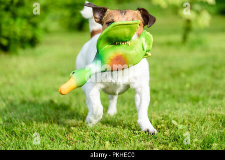 Die Jagd Hundeausbildung Spiel mit Spielzeug Ente zu holen zeigt Zähne Stockfoto