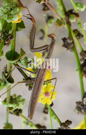 Große Weibchen braun religiösen Mantis auf grünem Blatt. Sardinien, Herbst. Stockfoto