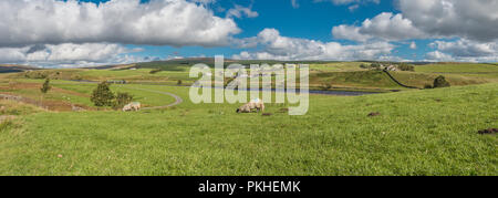 North Pennines AONB Panoramablick auf die Landschaft, Wald im Teesdale aus Cronkley, Obere Teesdale, UK in starken Anfang Herbst Sonnenschein Stockfoto