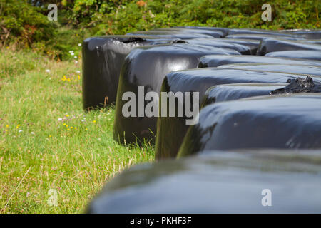 Strohballen in Kunststoff schwarz über ein grünes Feld im Sommer, Galicien gewickelt, Nordspanien. Stockfoto