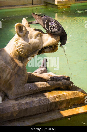 Smart Taube der italienischen Art Trinkwasser aus Brunnen auf der Piazza del Campo in Siena, Toskana, Italien Stockfoto