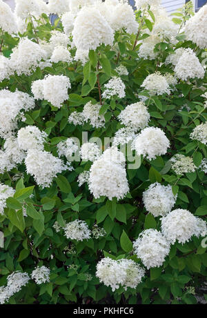 Weiße Hortensie (Hydrangea paniculata) bush wächst auf einem Rasen in Massachusetts, USA. Stockfoto