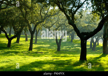 Korkeichen im Parque Natural da Arrábida (Arrábida Natur Park). Setúbal, Portugal Stockfoto