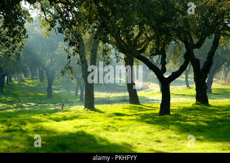 Korkeichen im Parque Natural da Arrábida (Arrábida Natur Park). Setúbal, Portugal Stockfoto