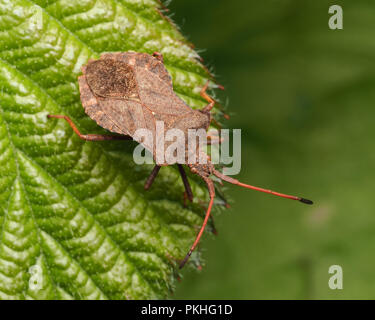 Dock Bug (Coreus Marginatus) auf Blatt thront. Tipperary, Irland Stockfoto