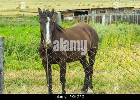 Ein erwachsener schwarzes Pferd mit weißem Streifen aus Wolle auf dem Kopf steht hinter einem Zaun aus metall gitter und sieht in die Kamera vor dem Hintergrund der Stockfoto