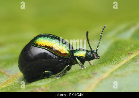 Frau Green Dock Käfer (Gastrophysa viridula) voller Eier und auf dem Dock Blatt sitzen. Tipperary, Irland Stockfoto