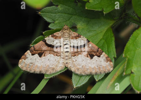 Flamme Motte (Xanthorhoe designata Teppich) auf unten Anlage thront. Tipperary, Irland Stockfoto