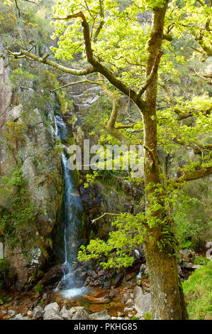 Leonte Wald im Herbst. Peneda Gerês National Park. Portugal Stockfoto