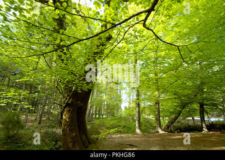 Leonte Wald im Herbst. Peneda Gerês National Park. Portugal Stockfoto