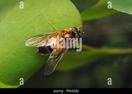 Hoverfly (Epistrophe eligans) Weibchen auf der Pflanze Blatt thront. Tipperary, Irland Stockfoto