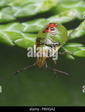 Juniper Shieldbug Mitte instar Nymphe (Cyphostethus tristriatus) auf Lawson's Cypress thront. Tipperary, Irland Stockfoto