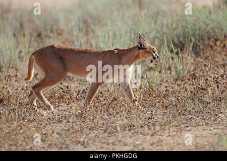 Ein Karakal (Felis Caracal) im natürlichen Lebensraum, Kalahari Wüste, Südafrika Stockfoto