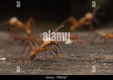 Armee Ameisen (Eciton hamatum) in einem Schwarm überfallen. Der Soldat Kaste wurde erweitert, Kiefer und größer, effektiver gegen Fressfeinde verteidigen. Stockfoto