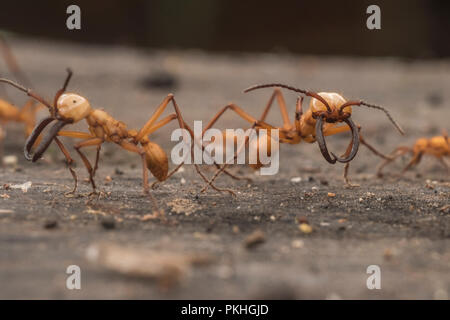 Armee Ameisen (Eciton hamatum) in einem Schwarm überfallen. Der Soldat Kaste wurde erweitert, Kiefer und größer, effektiver gegen Fressfeinde verteidigen. Stockfoto