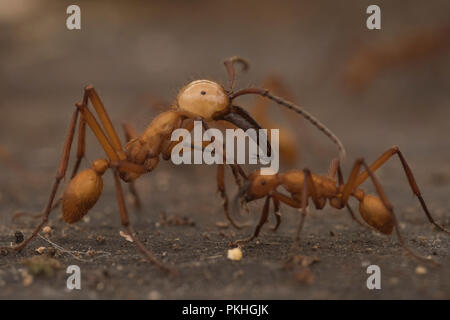 Armee Ameisen (Eciton hamatum) in einem Schwarm überfallen. Der Soldat Kaste wurde erweitert, Kiefer und größer, effektiver gegen Fressfeinde verteidigen. Stockfoto