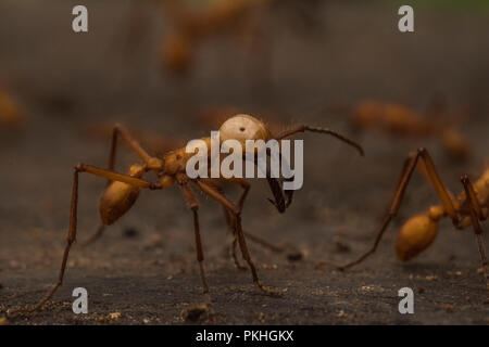 Armee Ameisen (Eciton hamatum) in einem Schwarm überfallen. Der Soldat Kaste wurde erweitert, Kiefer und größer, effektiver gegen Fressfeinde verteidigen. Stockfoto