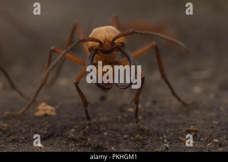 Armee Ameisen (Eciton hamatum) in einem Schwarm überfallen. Der Soldat Kaste wurde erweitert, Kiefer und größer, effektiver gegen Fressfeinde verteidigen. Stockfoto