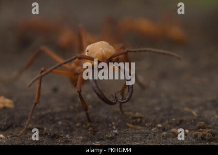 Armee Ameisen (Eciton hamatum) in einem Schwarm überfallen. Der Soldat Kaste wurde erweitert, Kiefer und größer, effektiver gegen Fressfeinde verteidigen. Stockfoto