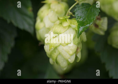 Humulus Hopfenzapfen Makro auf Zweig Stockfoto