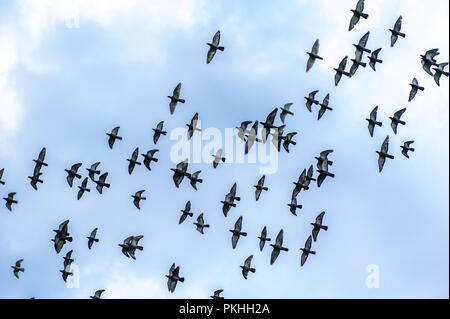 Herde von Tauben gegen den blauen Himmel fliegen Stockfoto