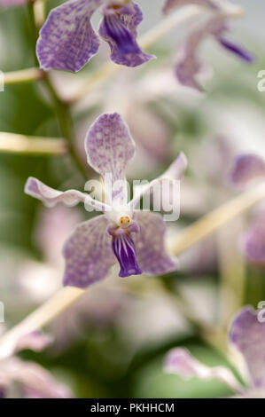 Botanischer Garten mit schönen bunten Blumen im Gewächshaus, Stockfoto