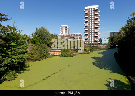 Wasserlinsen und Algen auf den Regents Canal in der Nähe von Limehouse Basin, mit Anglia Haus und Darnley Haus im Hintergrund, London, UK Stockfoto