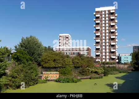 Wasserlinsen und Algen auf den Regents Canal in der Nähe von Limehouse Basin, mit Anglia Haus und Darnley Haus im Hintergrund, London, UK Stockfoto