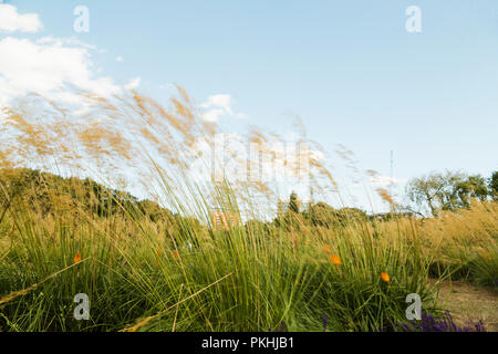 Dekorative Pampas Gras (cortaderia Selloana) steht an einem windigen Tag vor dem Hintergrund der bewölkt blauer Himmel Stockfoto