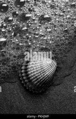 Meerwasser, die eine Shell auf dem Sand investiert Stockfoto