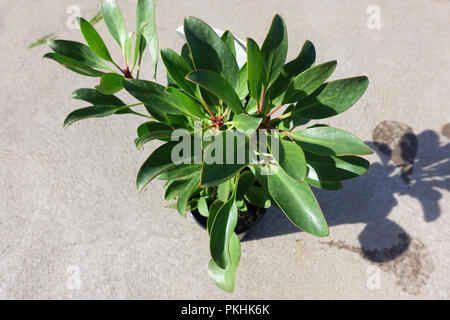 Königsprotea oder bekannt als Protea cynaroides junge Pflanze isoliert Stockfoto
