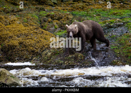 Küsten Braunbär Feeds auf rosa Lachs in der gemäßigten Regenwald im Südosten Alaska in Pavlof Hafen auf der Insel Chichagof, Alaska Stockfoto