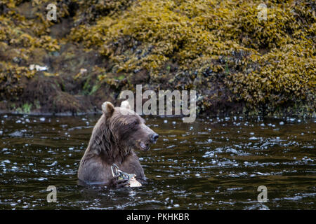 Küsten Braunbär Feeds auf rosa Lachs in der gemäßigten Regenwald im Südosten Alaska in Pavlof Hafen auf der Insel Chichagof, Alaska Stockfoto