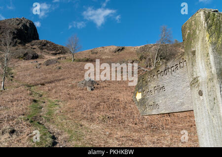 Holz- öffentlichen Fußweg Schild mit Wanderweg auf einem Hügel mit gelben Gras und Silber Birken und blauer Himmel mit Wolken Stockfoto