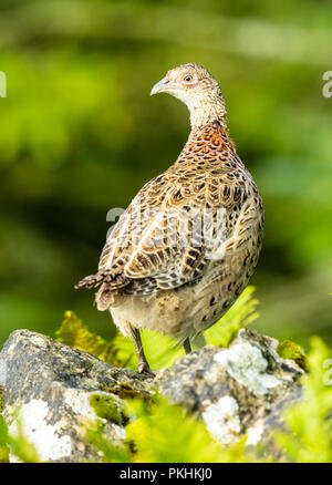 Fasan, junge Ring necked oder gemeinsamen Henne Fasane, stand auf einem trockenmauern Wand in den Yorkshire Dales, England. Phasianus colchicus. Nach links. Vertikale Stockfoto